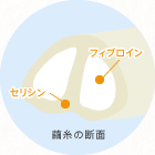 セリシンの機能